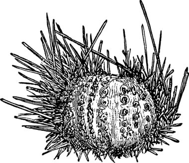 Diadema siyah ve beyaz vintage vektör çizimi