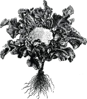 Brokoli siyah ve beyaz vintage vektör çizimi