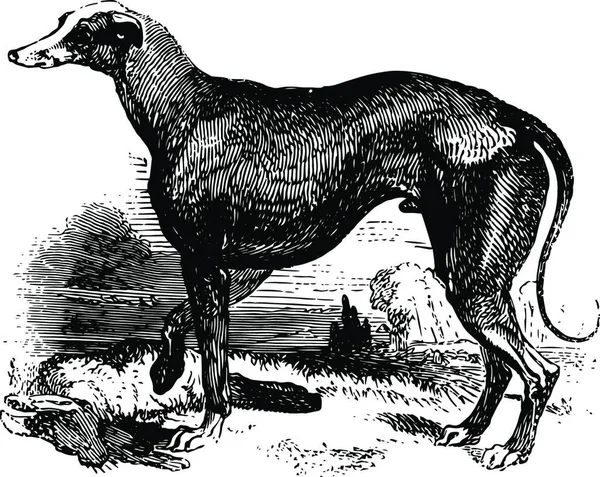 Ilustração Vetorial Greyhound Ilustração Vintage —  Vetores de Stock