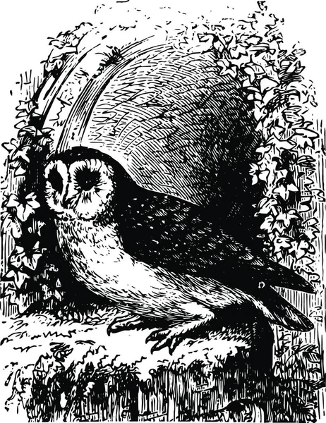 Small Barn Owl Black White Vintage Vector Illustration — Stock Vector