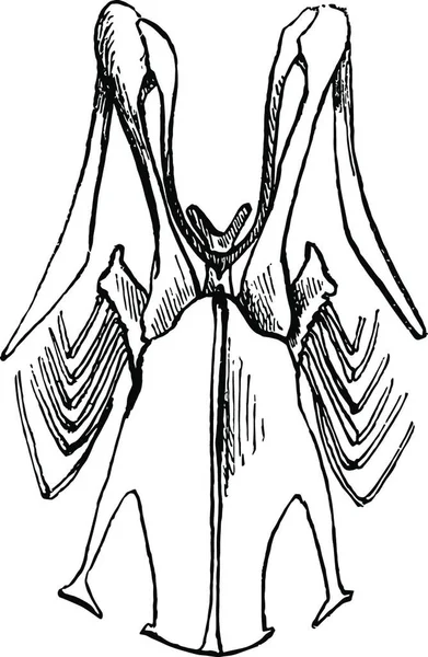 Esternón Una Ilustración Vectorial Robin Blanco Negro — Archivo Imágenes Vectoriales