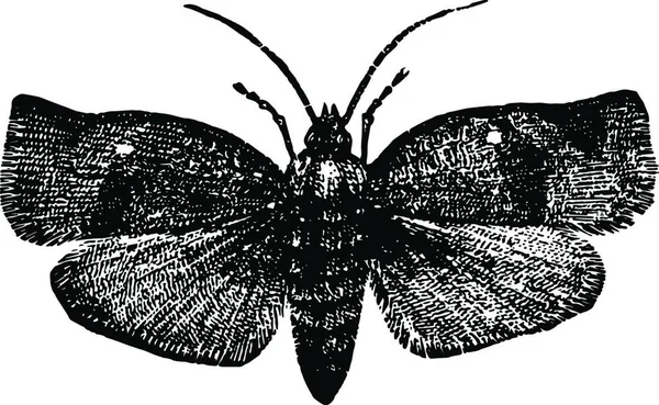 Tortricidae Siyah Beyaz Vintage Vektör Çizimi — Stok Vektör