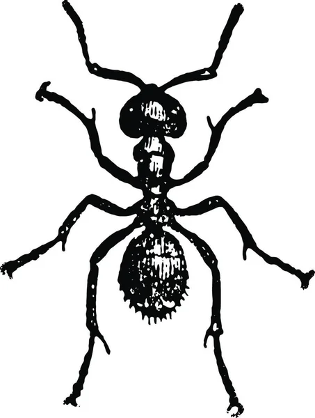 Horse Ant Εργαζόμενος Vintage Εικονογράφηση — Διανυσματικό Αρχείο