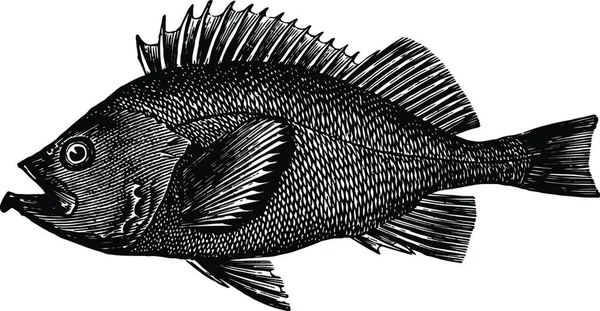 Rose Fish Zwart Wit Vintage Vector Illustratie — Stockvector