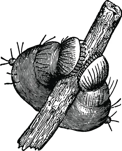 Membranous Legs Large Caterpillar Embracing Twig Vintage Engraving — Stockový vektor
