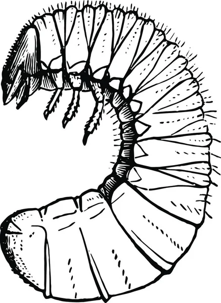 Grubworms Schwarz Weiß Vektor Illustration — Stockvektor