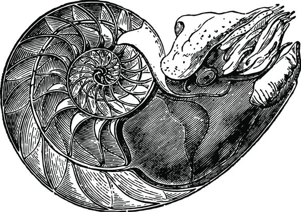 Nautilus Pompilius Mostrando Interior Célula Inferior —  Vetores de Stock