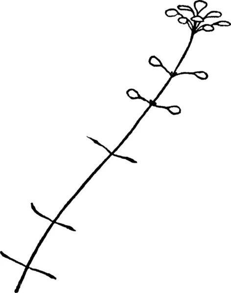 Callitriche Černá Bílá Vinobraní Vektorové Ilustrace — Stockový vektor