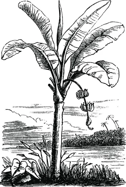 Plantain Ilustración Vector Vintage Blanco Negro — Archivo Imágenes Vectoriales