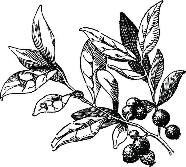 Huckleberry Negro Blanco Vintage Vector Ilustración — Archivo Imágenes Vectoriales