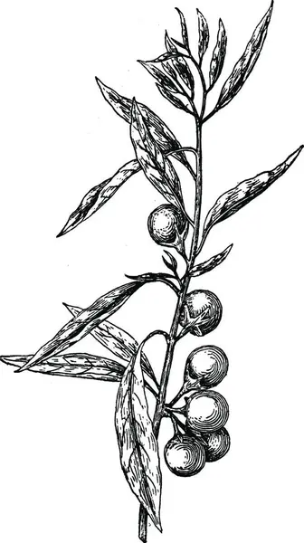 Pseudo Capsicum Solanum Vintage Illustration — Vector de stock