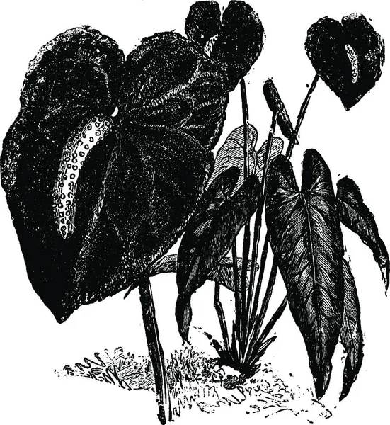 Anthurium Andreanum Flower Vintage Illustration — Wektor stockowy