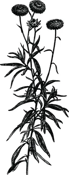 Everlastings Helichrysum Bracteatum Astera Gambar Vektor Modern - Stok Vektor
