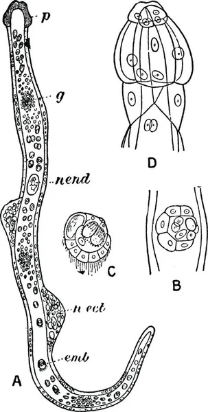 Dicyemennea Eledones Worm Gevonden Nieren Van Octopus Vintage Illustratie — Stockvector