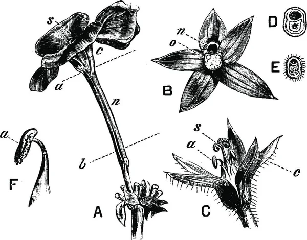 Pelargonium Blossom Nectary Vintage Illustration — Archivo Imágenes Vectoriales