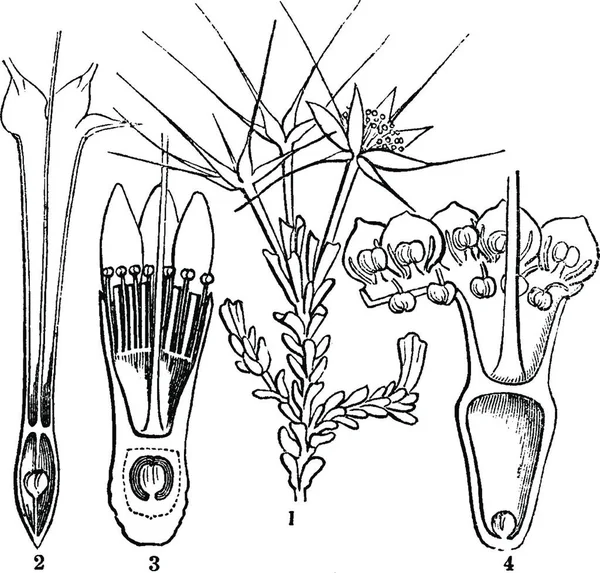 Illustration Vectorielle Vintage Darwinia Noir Blanc — Image vectorielle