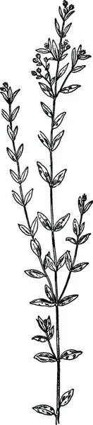 Pinweed Black White Vintage Vector Illustration — Stock Vector