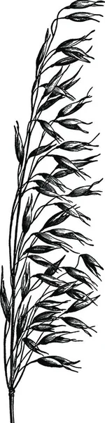 Illustration Vectorielle Vintage Avoine Noir Blanc — Image vectorielle