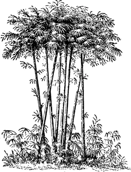 Ilustración Vector Vintage Blanco Negro Bambú — Vector de stock