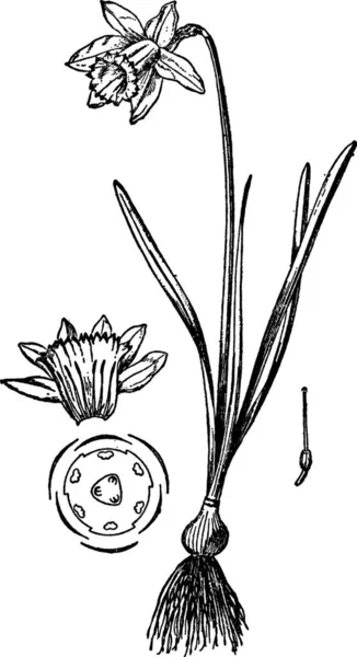 Daffodil Černá Bílá Vinobraní Vektorové Ilustrace — Stockový vektor