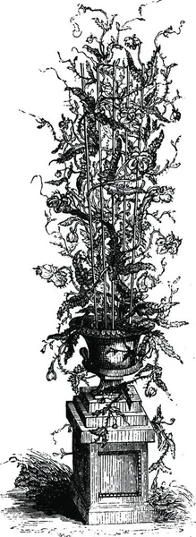 Kaktusz Fekete Fehér Vintage Vektor Illusztráció — Stock Vector
