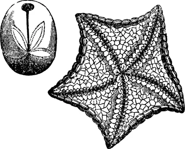 Echinodermata Black White Vintage Vector Illustration — Stock Vector