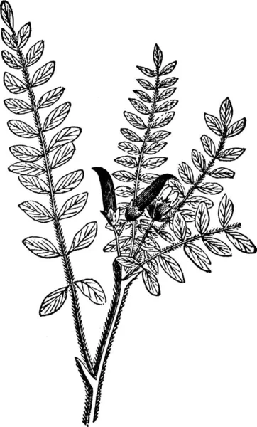 Astragalus Gegraveerde Eenvoudige Vectorillustratie — Stockvector