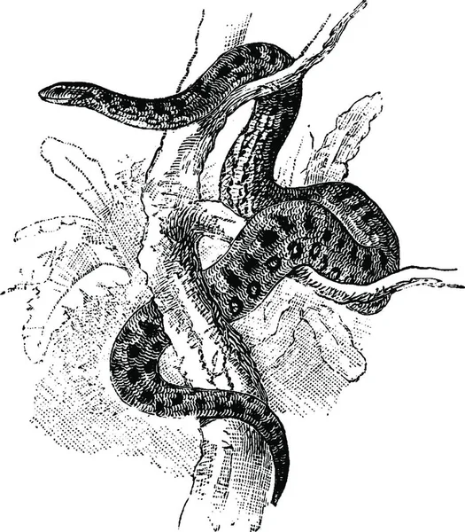 Anaconda Engraved Simple Vector Illustration — Stock Vector