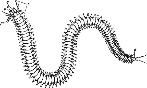 Polychète Illustration Vectorielle Simple Gravée — Image vectorielle