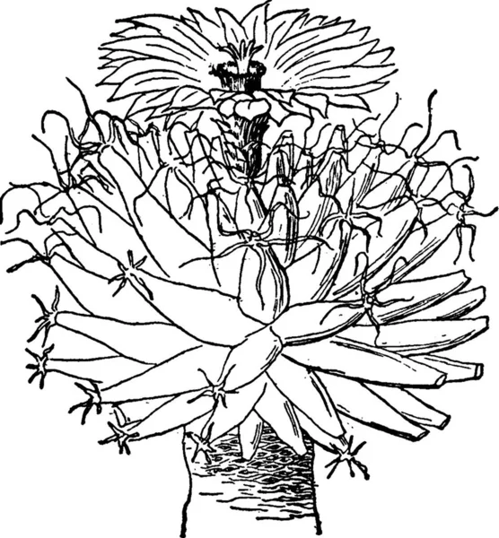 Leuchtenbergia Principis Engraved Simple Vector Illustration — Stock Vector