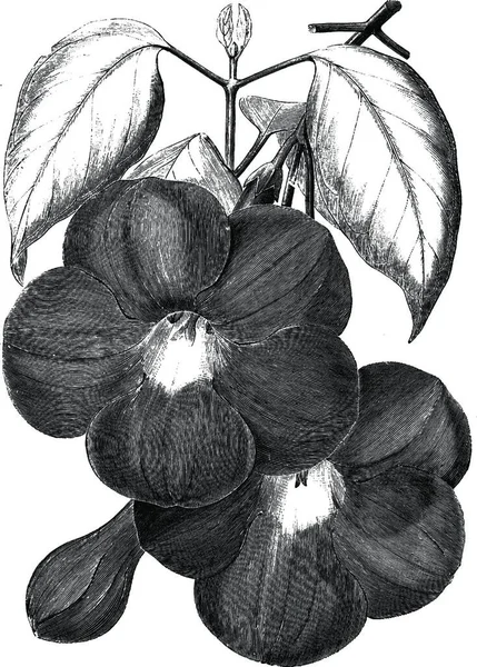 Bignonia Magnifica Χαραγμένη Απλή Διανυσματική Απεικόνιση — Διανυσματικό Αρχείο