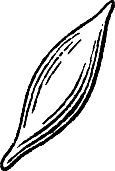 Fusiform Engraved Simple Vector Illustration — Stock Vector