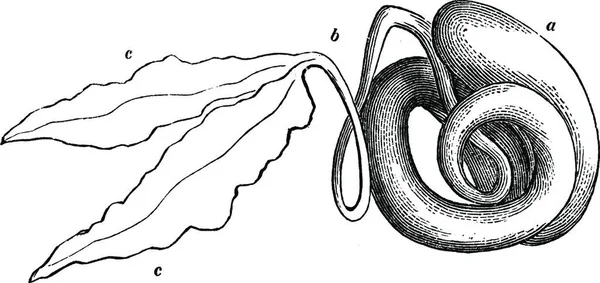 Snakenut Χαραγμένη Απλή Διανυσματική Απεικόνιση — Διανυσματικό Αρχείο