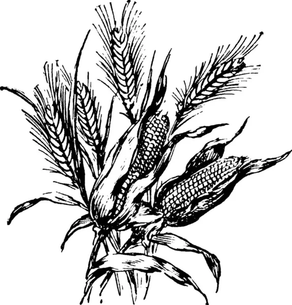 Кукуруза Пшеница Гравированная Простая Векторная Иллюстрация — стоковый вектор