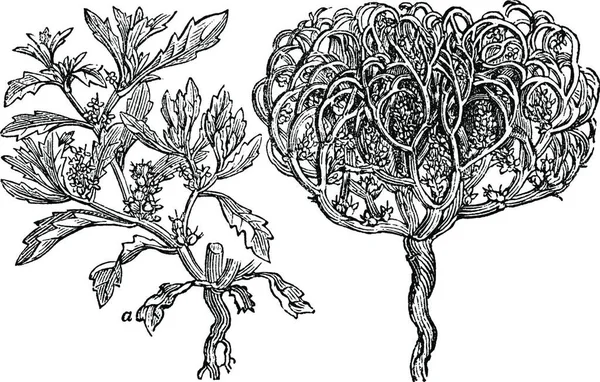Роза Єрихонська Вигравірувана Проста Векторна Ілюстрація — стоковий вектор