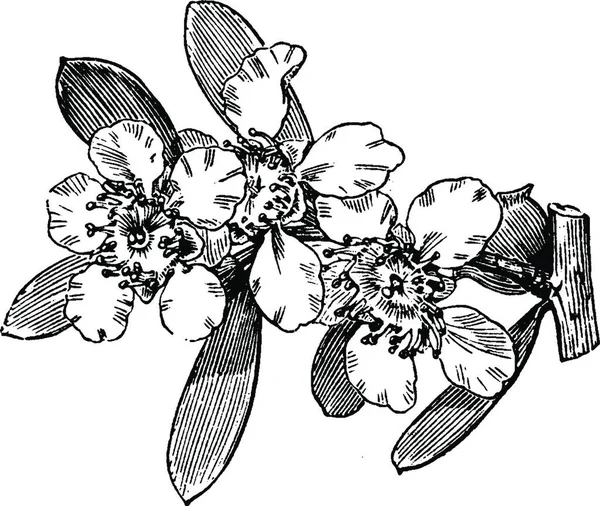 Branchlet Floración Leptospermum Laevigatum Ilustración Vectorial Simple Grabada — Archivo Imágenes Vectoriales