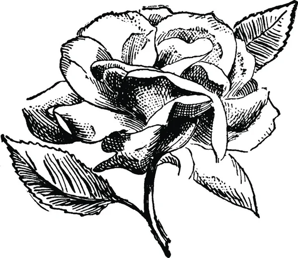 Роза Вигравірувана Проста Векторні Ілюстрації — стоковий вектор