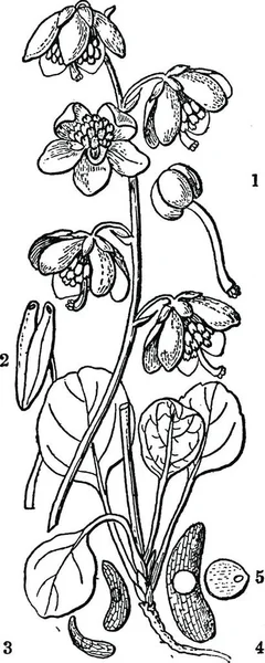 Квітка Зимово Зелена Вигравірувана Проста Векторна Ілюстрація — стоковий вектор