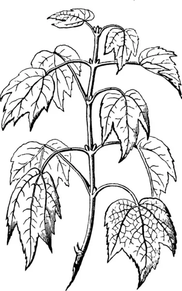 Κόκκινο Maple Buds Χαραγμένη Απλή Διανυσματική Απεικόνιση — Διανυσματικό Αρχείο