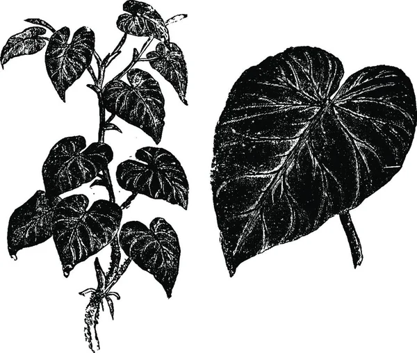 Philodendron Verucosum Gravada Ilustração Vetorial Simples — Vetor de Stock