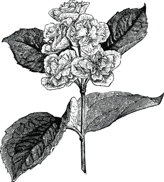 Rama Floreciente Philadelphus Coronarius Primulaeflorus — Archivo Imágenes Vectoriales