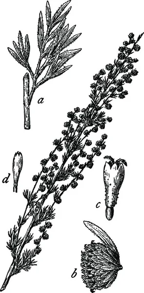Marguerite Nord Américaine Illustration Vectorielle Simple Gravée — Image vectorielle