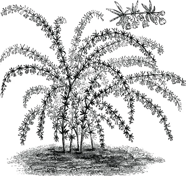 Συνήθειες Και Ανθισμένα Κλαδιά Του Berberis Stenophylla — Διανυσματικό Αρχείο