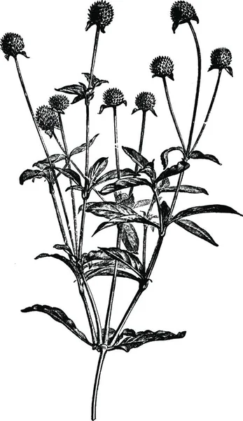 Flowering Branch Gomphrena Globosa Vintage Illustration — Stock Vector