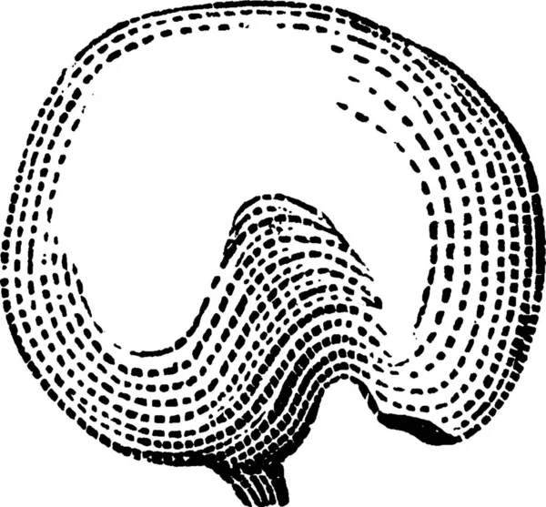 Potamot Illustration Vectorielle Simple Gravée — Image vectorielle
