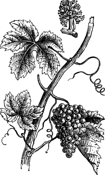 Виноград Гравірована Проста Векторні Ілюстрації — стоковий вектор