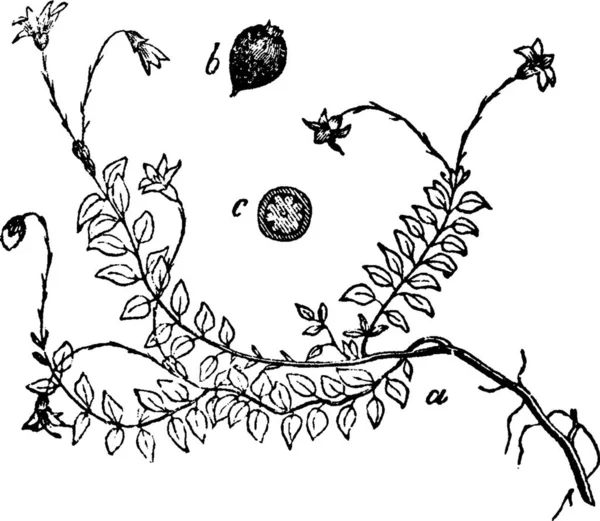 Cranberry Χαραγμένη Απλή Διανυσματική Απεικόνιση — Διανυσματικό Αρχείο