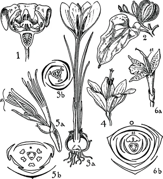 Taccaceae Dioscoreaceae Iridaceae Musaceae Zingiberaceae — Vector de stock