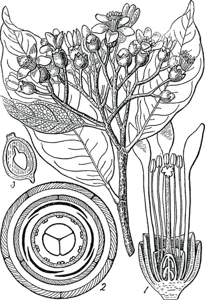 Leptolaena Illustration Vectorielle Simple Gravée — Image vectorielle