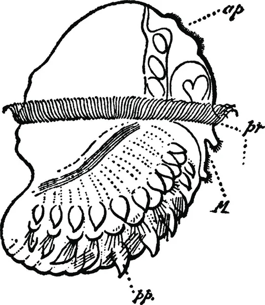 Lopadorhymchus 雕刻的简单矢量插图 — 图库矢量图片